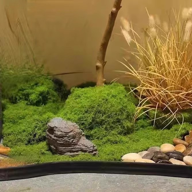 200g 영원한 생명 이끼 DIY 공예 잔디 인공 녹색 - Bonsai Garden Home 리뷰 및 가격